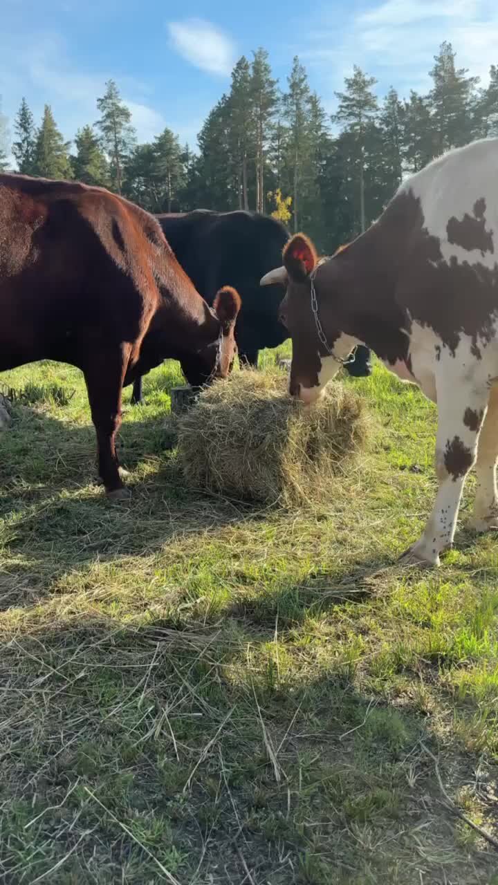 Landfermer | Наши коровки всегда едят только самое полезное и вкусное ...