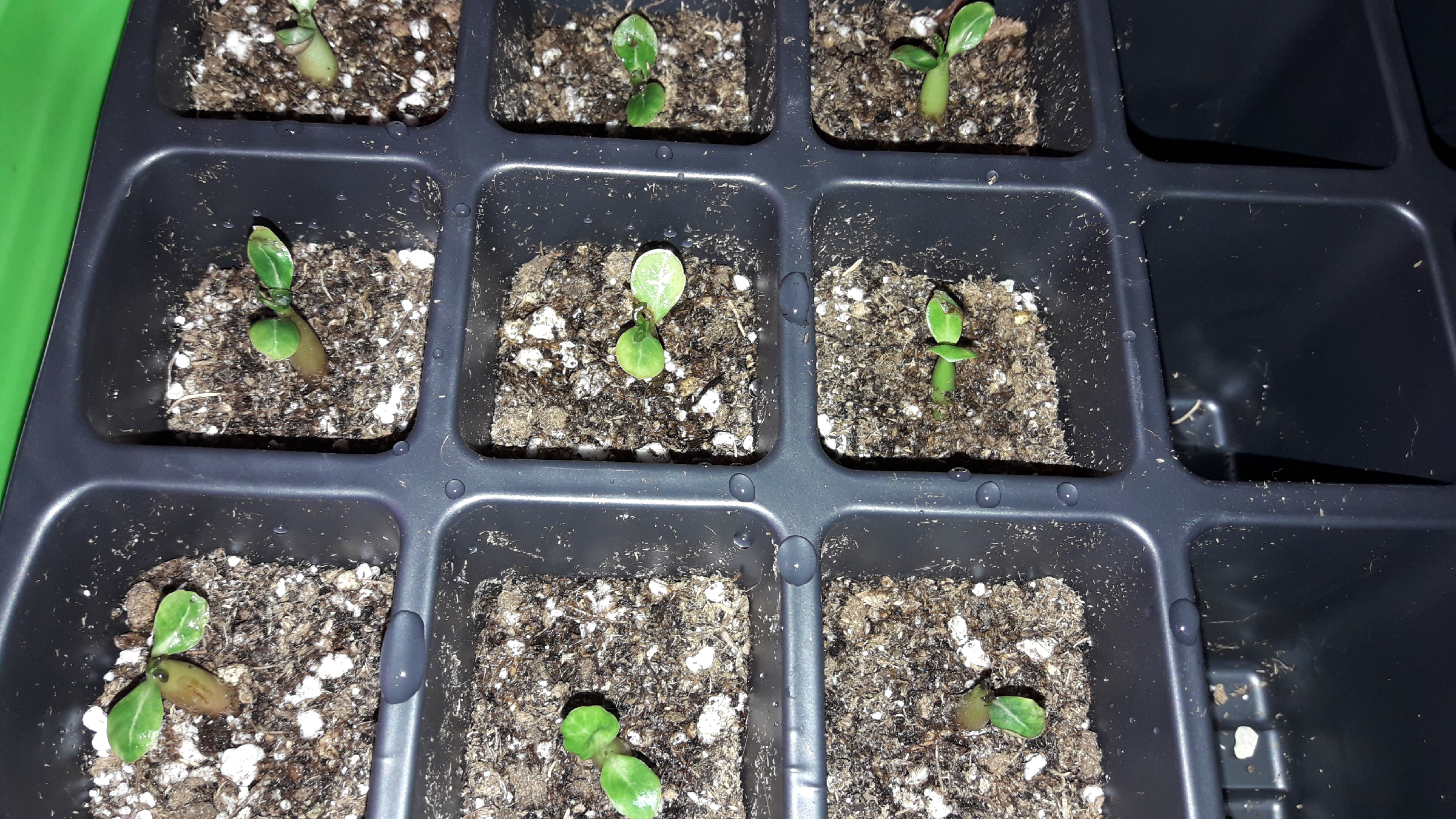 Теплица для адениума. Адениум пикировка. Адениум мини сеянец. Адениум сеянцы. Адениум пикировка.