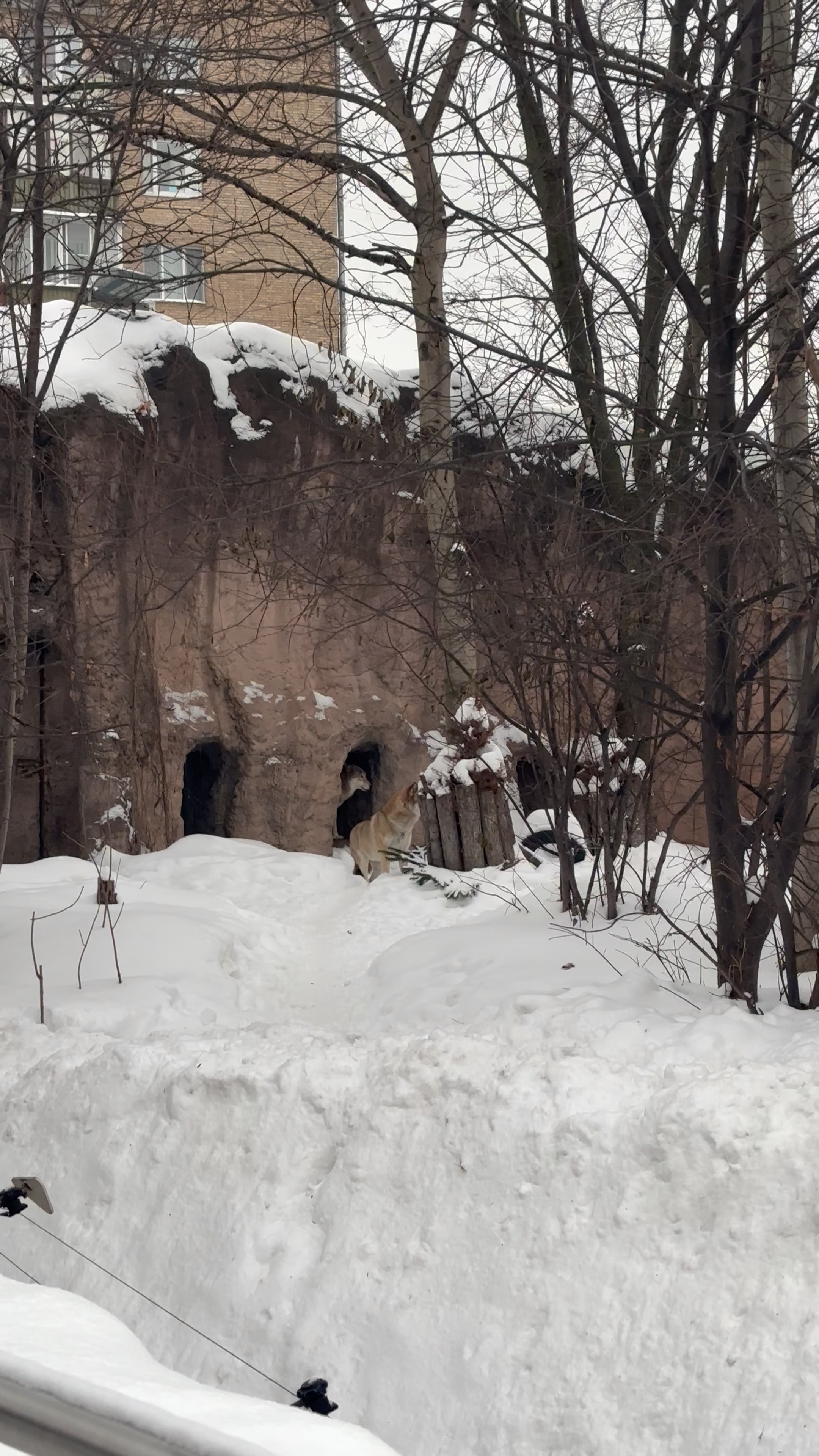 Яйцеклетка дрозофилы. Бонобо самец. Шимпанзе бонобо. Цвета глаз при скрещивании. Львица сидит на льве.