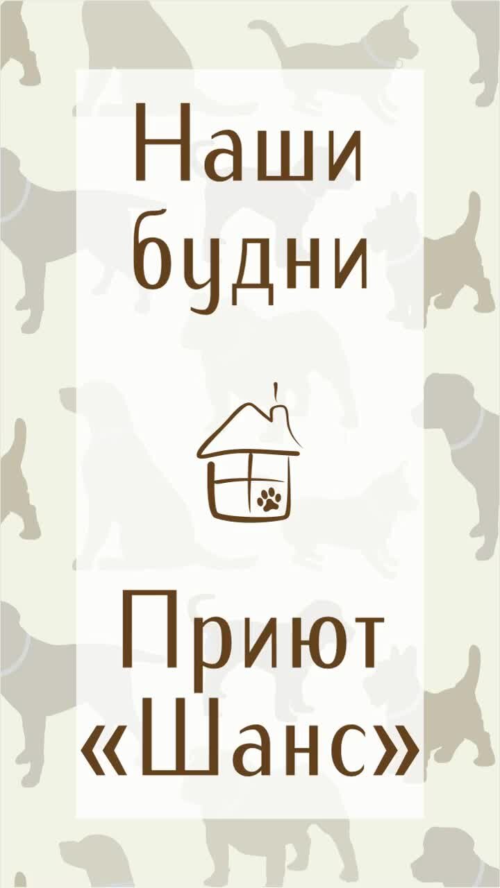 Шанс. Приют для собак | А у нас ПХД, как в армии... Приют 