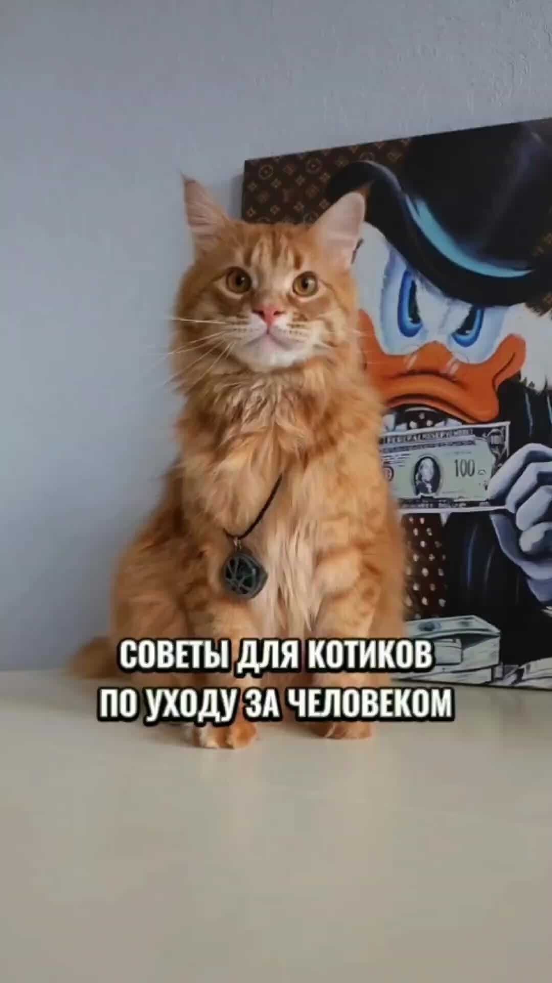 Коте т