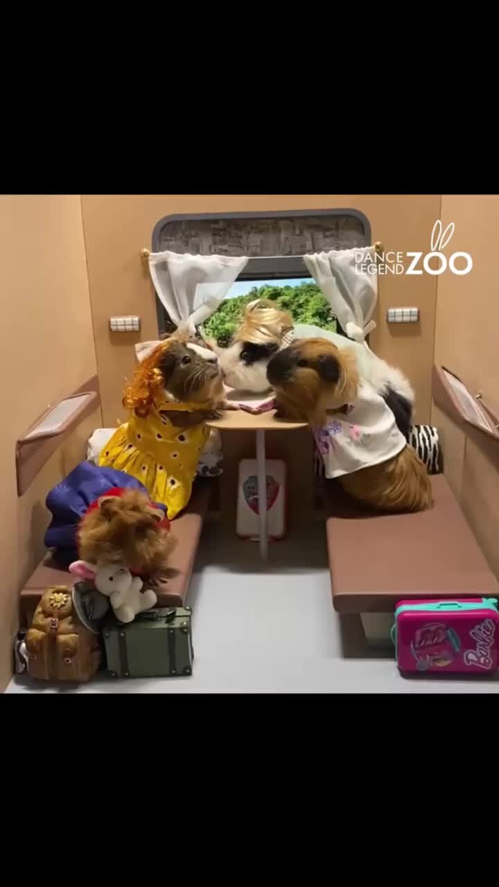 Dancing zoo