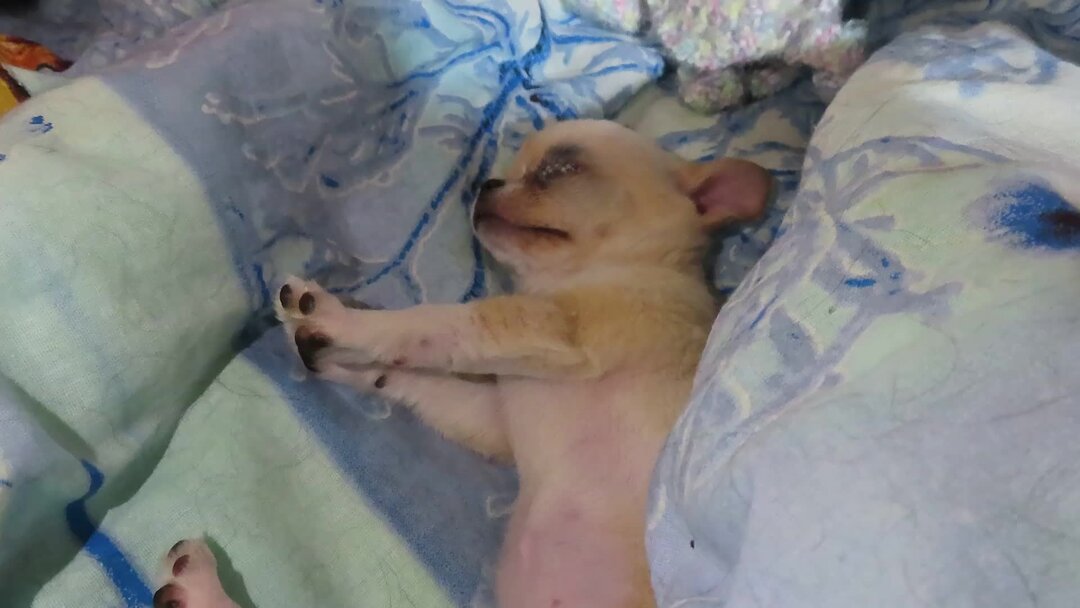 сегодня ночевал с женщиной любимою. песня я с любимой ночевал. сергей трофимов жена. трофим с женщиной любимой. песня я с любимой ночевал.