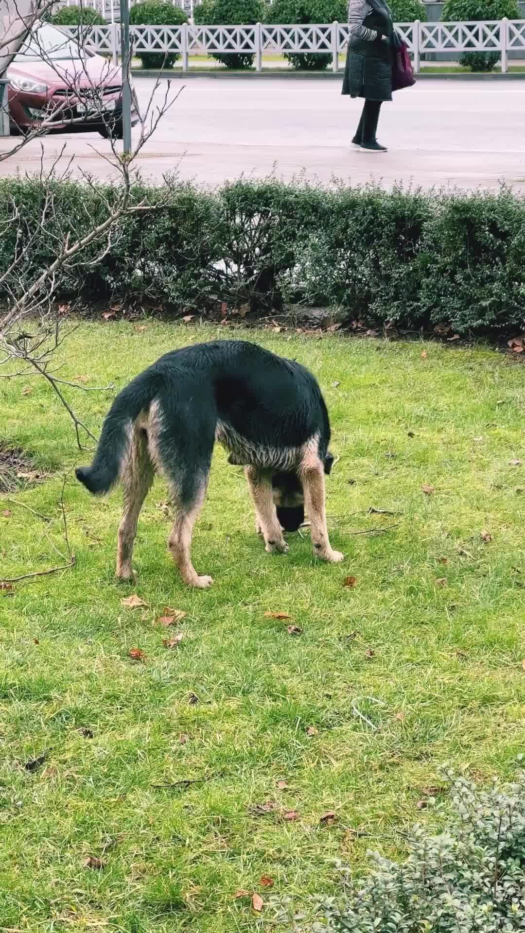 Мопс агент люди в черном. Мопс люди в черном мультсериал. Люди в черном 1 мопс. Собака человек фрэнк. Мопс фрэнк.