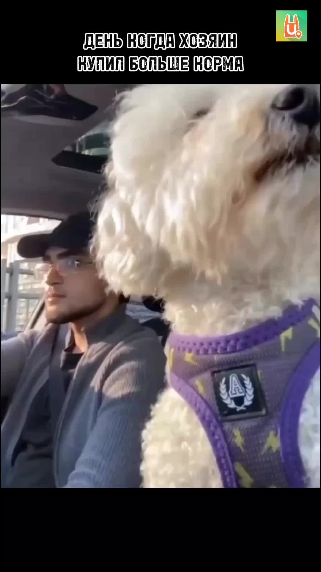 приложение доставки продуктов. приложение цен в магазинах на продукты. интерфейс мобильного приложения. приложение цен в магазинах на продукты. сравнение стоимости.