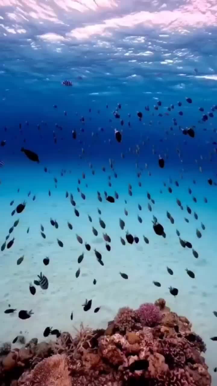 VIP Diving College RUSSIA | Погрузись в удивительный мир подводной ...