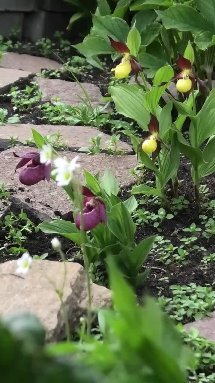 Песня башмачки видео. Золотой башмачок сказка. Башмачки песня. Сарвар башмачки. Песня башмачки.
