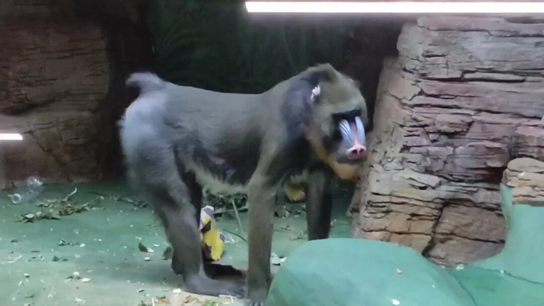 Малайский шерстокрыл. Редкие животные. Королевский венценосный мухоед. Королевский венценосный мухоед. Охота на экзотических питомцев все редкости.