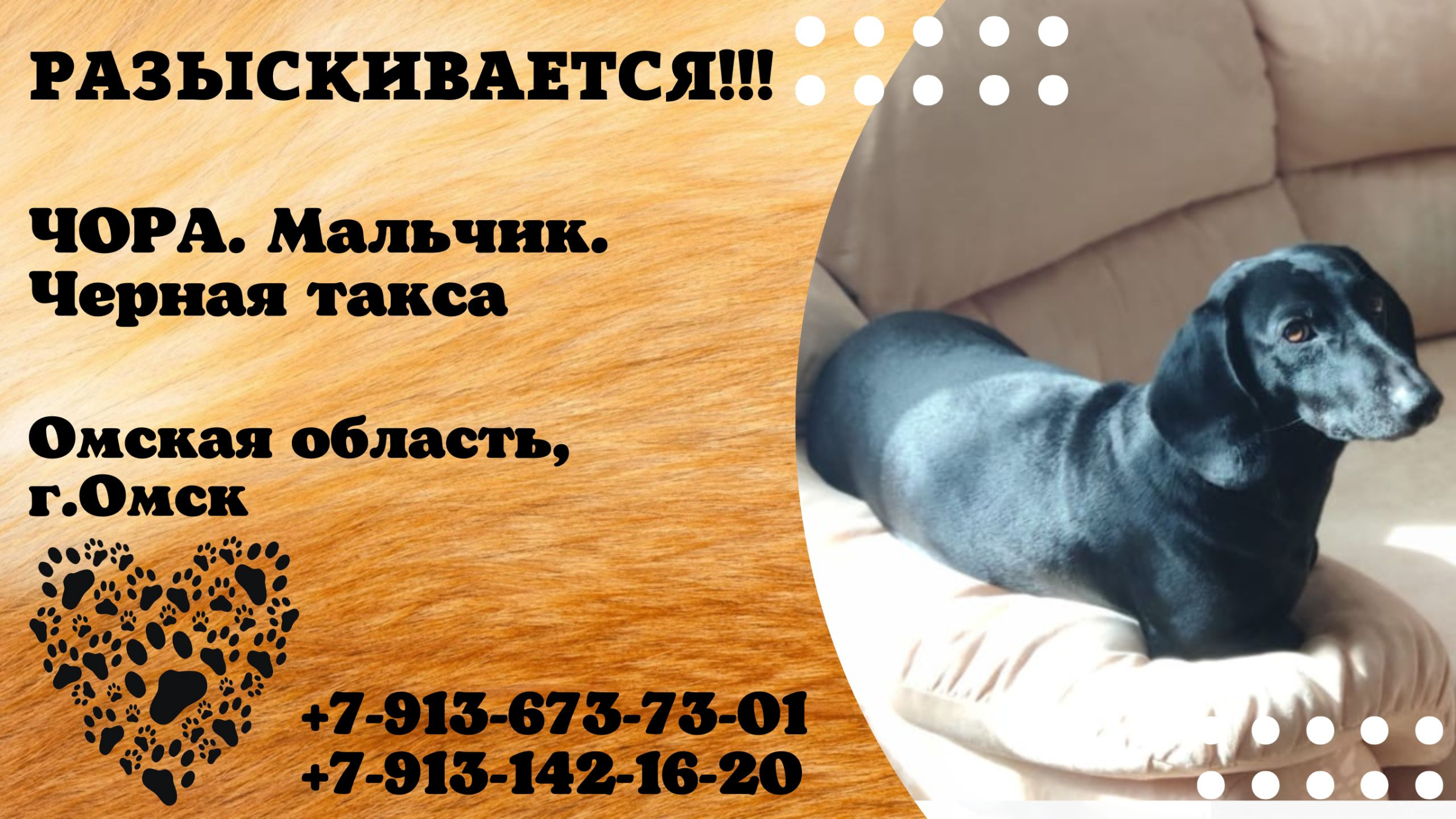 Объявление о пропаже щенка 2 класс. Собака на радуге. Куда девалась собака. Карикатуры про собак смешные. Пропала собака карикатура.