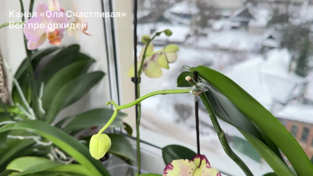 Надо ли обрезать орхидею после цветения. Стебель фаленопсиса. После цветения орхидеи цветонос нужно. После цветения орхидеи цветонос нужно. После цветения орхидеи цветонос нужно.