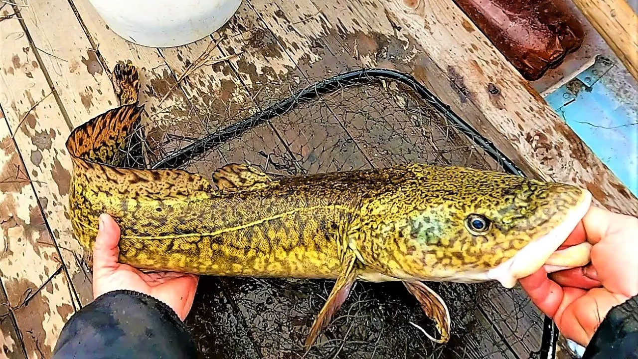 крупная рыба фильм 2003. большая рыба фильм 2003. большая рыба фильм тима бертона. 2003 год знак зодиака. крупная рыба фильм 2003.