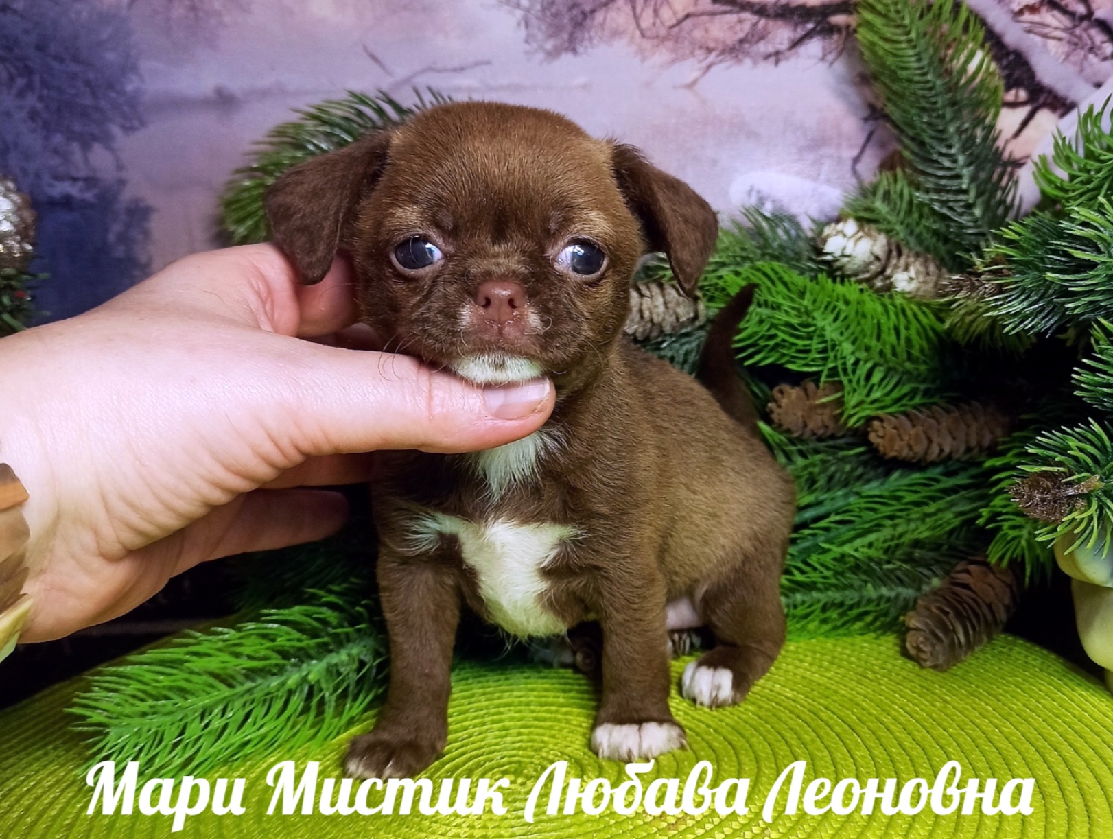 Рейтинг собак ркф. Ркф результаты выставок. Метрика щенка ркф образец. Щенячья карточка и родословная. Рейтинг собак ркф.