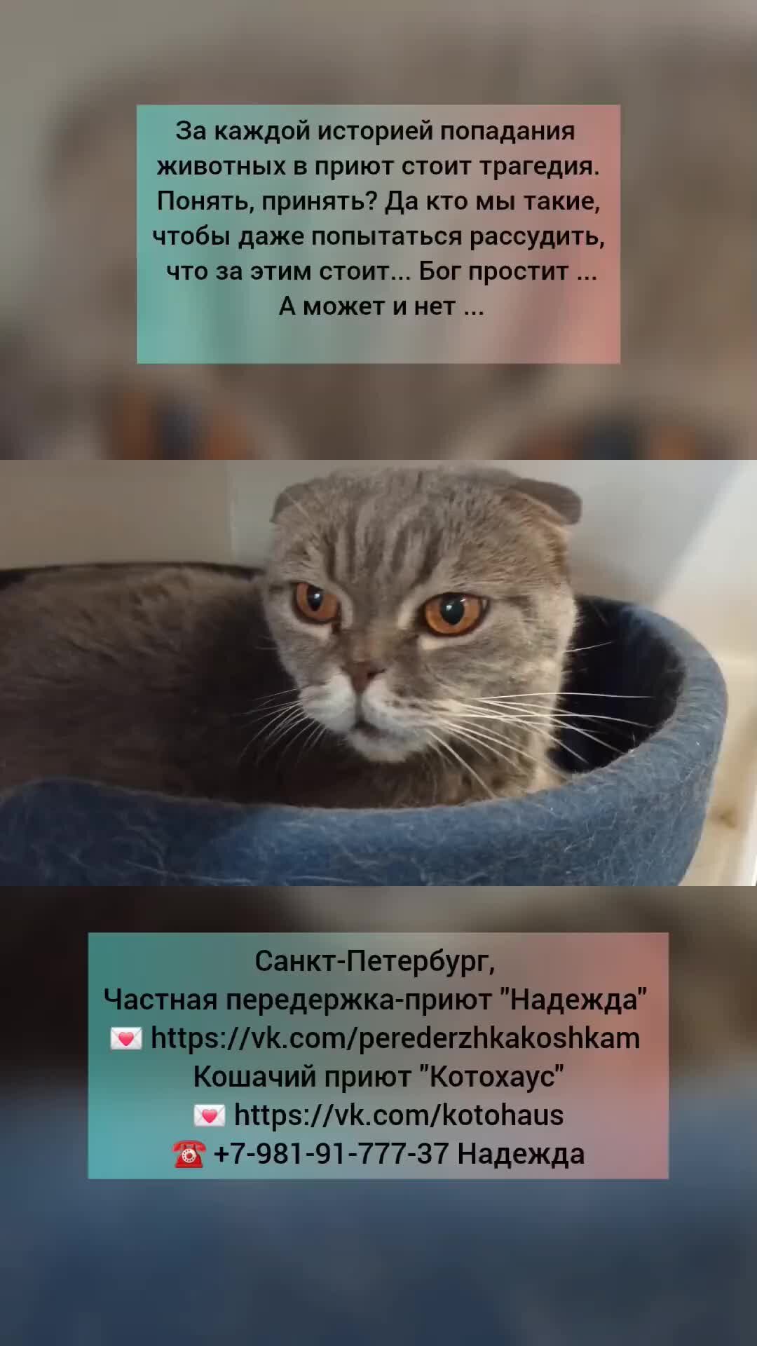 Приют 