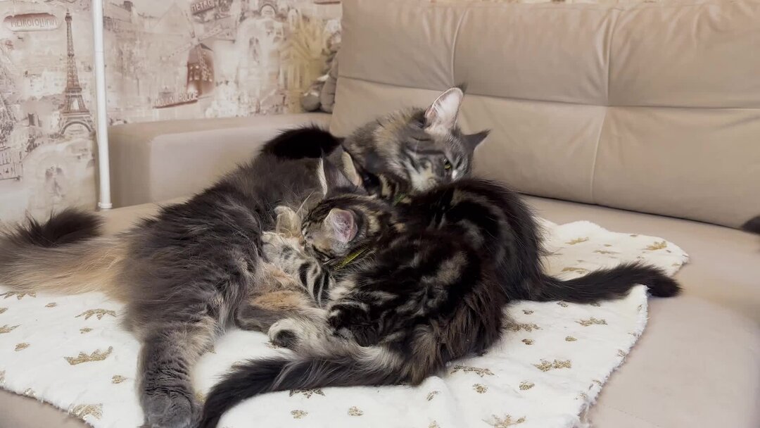 22 kun. 22 куны. нэш голд младший баскетбол куроко. 22 куны. самаки айёр.