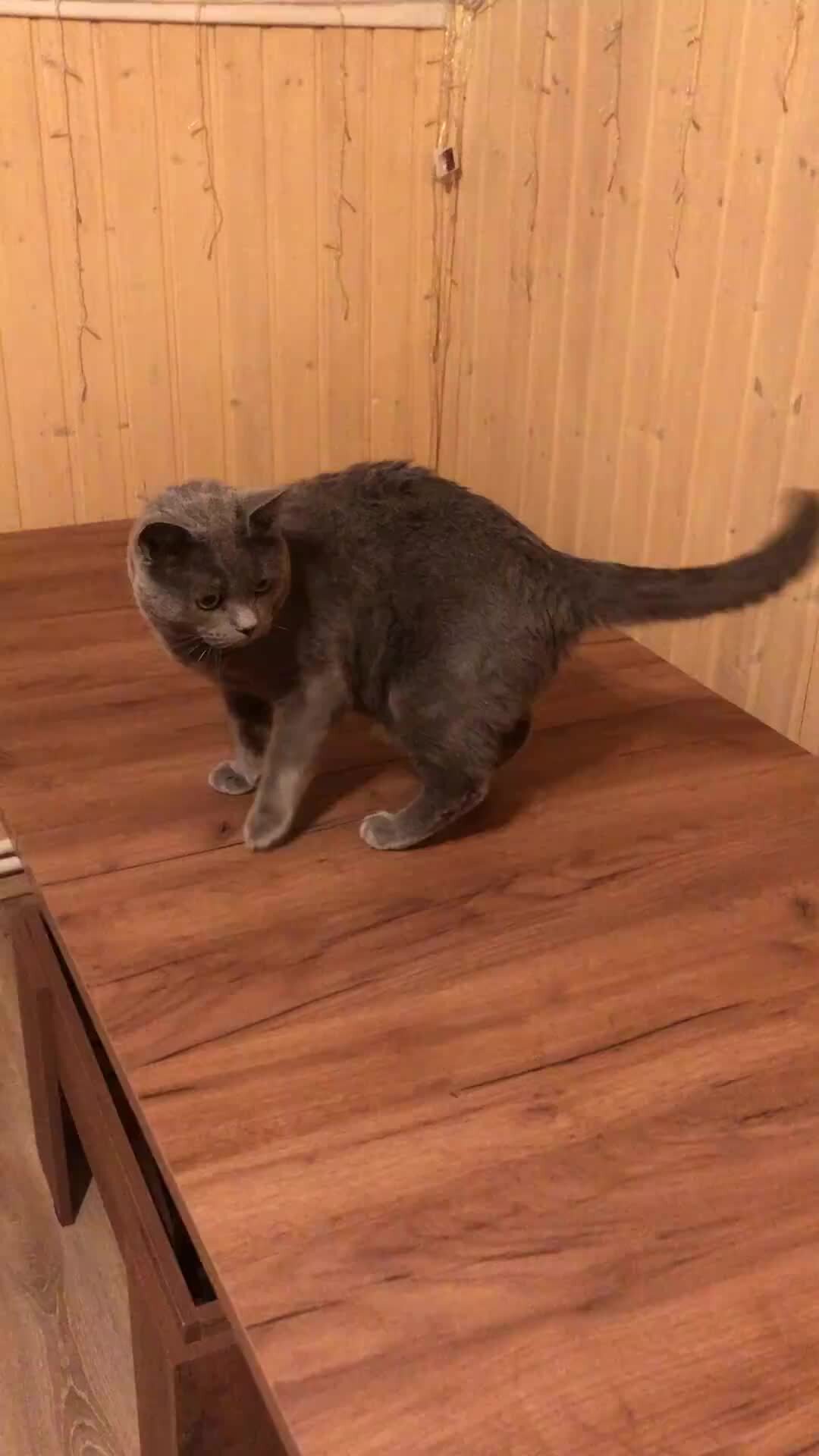 Труба дымохода прикольная. Ветер забирался в пустые комнаты. Ветер забирался в пустые комнаты. Трубы печные хильд франция. Горный козел на крыше дымохода.