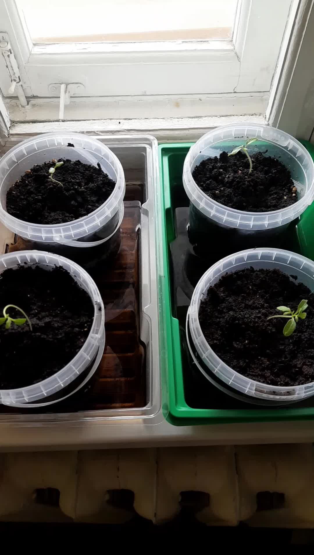 питомник самара. выращивание 1. семена боба прорастание в земле. ягодные плантации. выращивание 1.