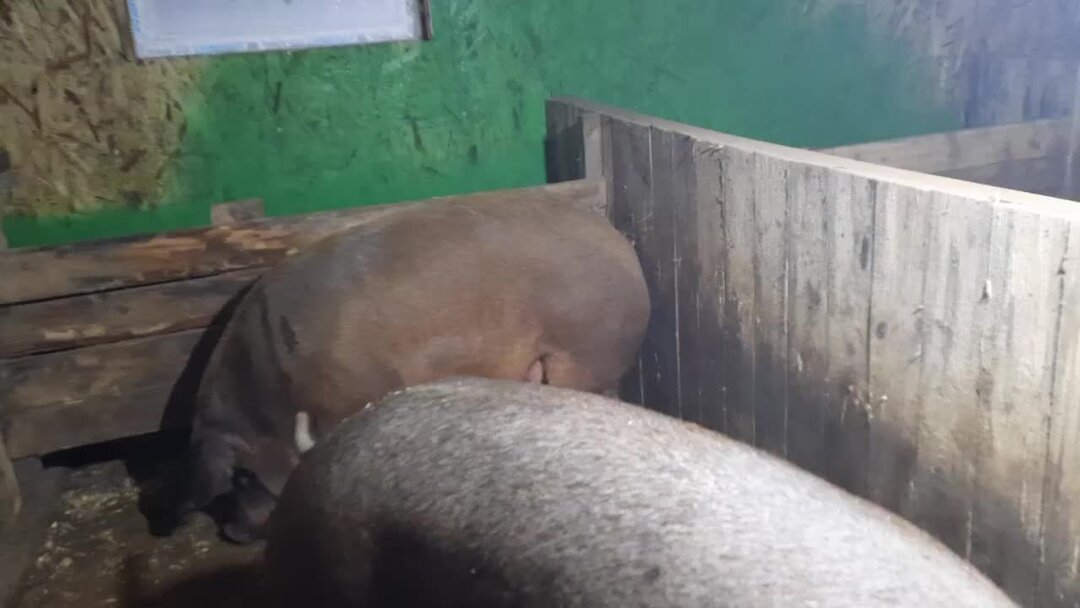 Сибирская деревня, поселок, село. Усадьба жизнь в деревне. Фильмы про сельское хозяйство и деревню. Уехать в деревню. Деревня свежее видео.