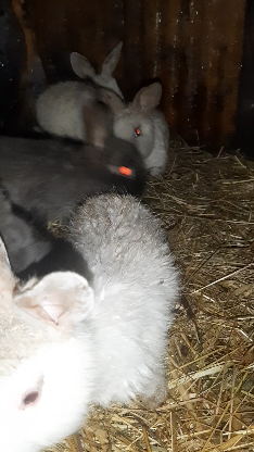 возраст отсадки молодняка кроликов. отсадка крольчат от крольчихи. когда отсажиааьь крола. крольчата отсаженные от крольчихи. в каком возрасте отсаживают крольчат.