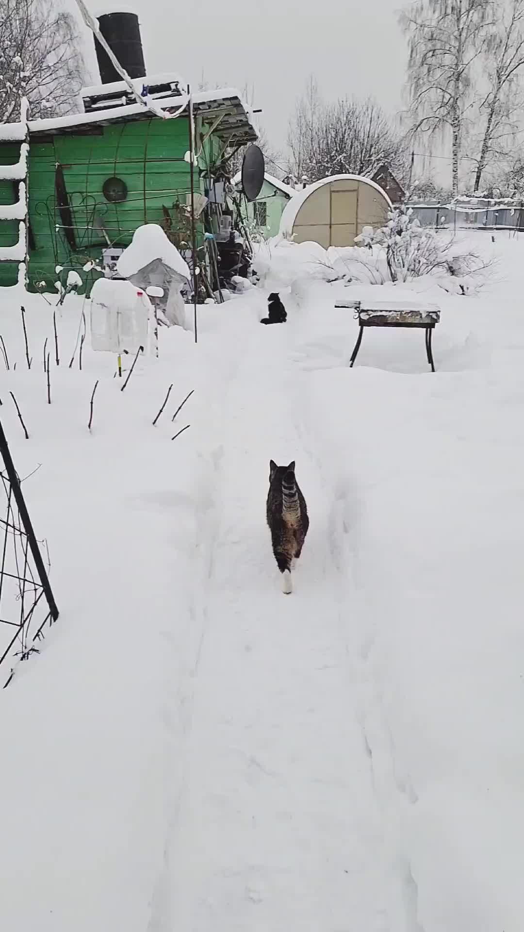 Черный кот надпись. Без кота и жизнь не та стих. Мартовский кот. Очень смешные картинки с комментариями. Кот туда сюда.