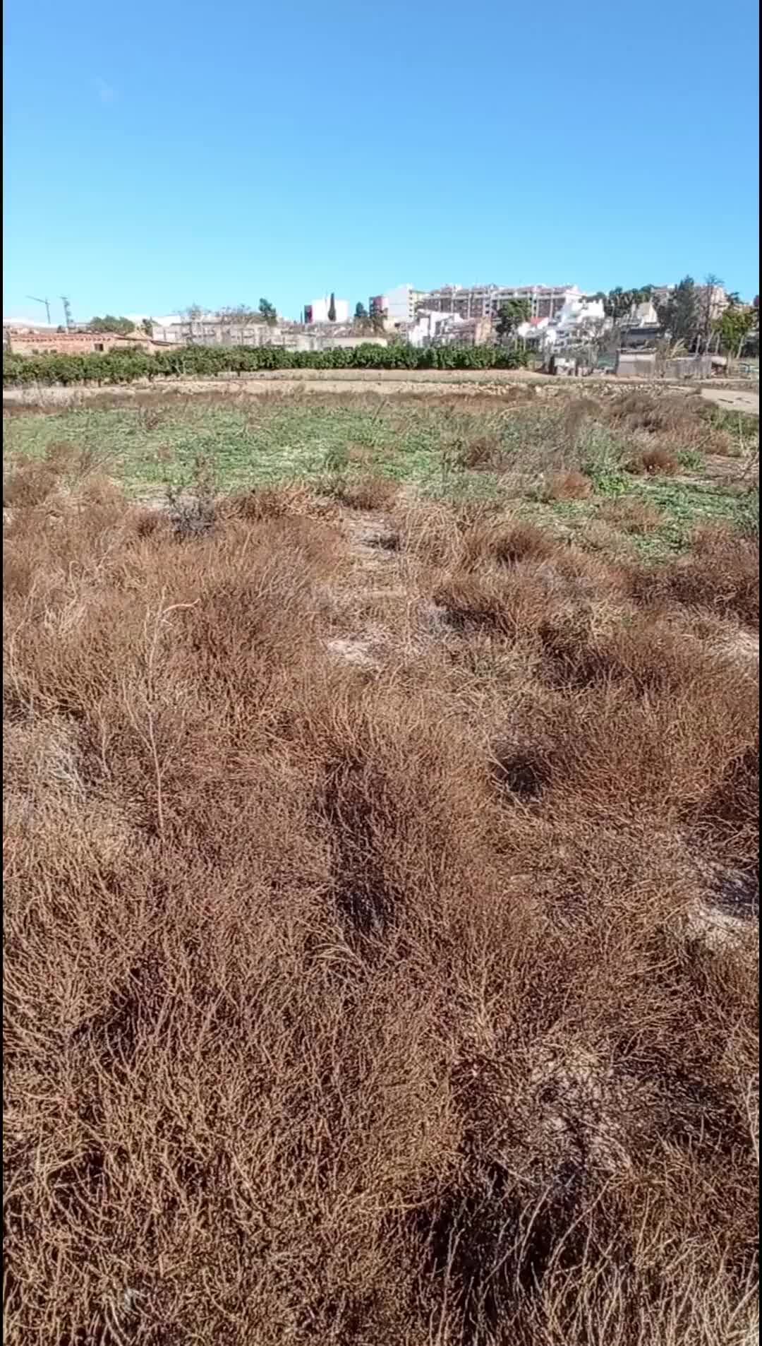 семена травы перекати поле. куст перекати поле. растения пустыни перекати поле. перекати поле 1. перекати поле трава.