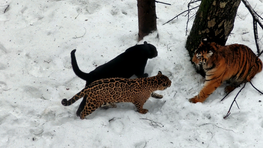Люди гуляют в парке. Гулять в парке. Люди в парке. Прогулка по парку. Прогулка.