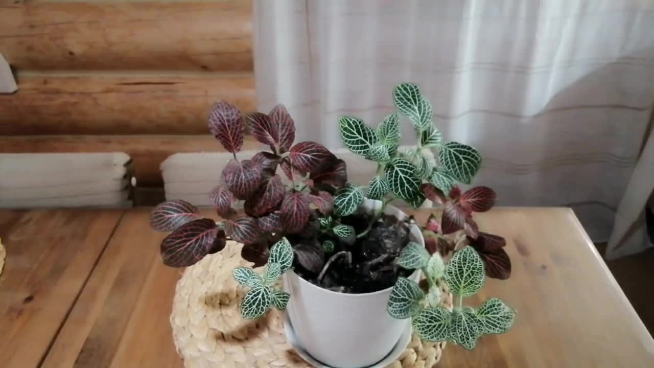 Здравствуй 2 класс. Здорово коль не шутишь. Привет а вот и я. Мемы приветствия. Коль здравствуй.