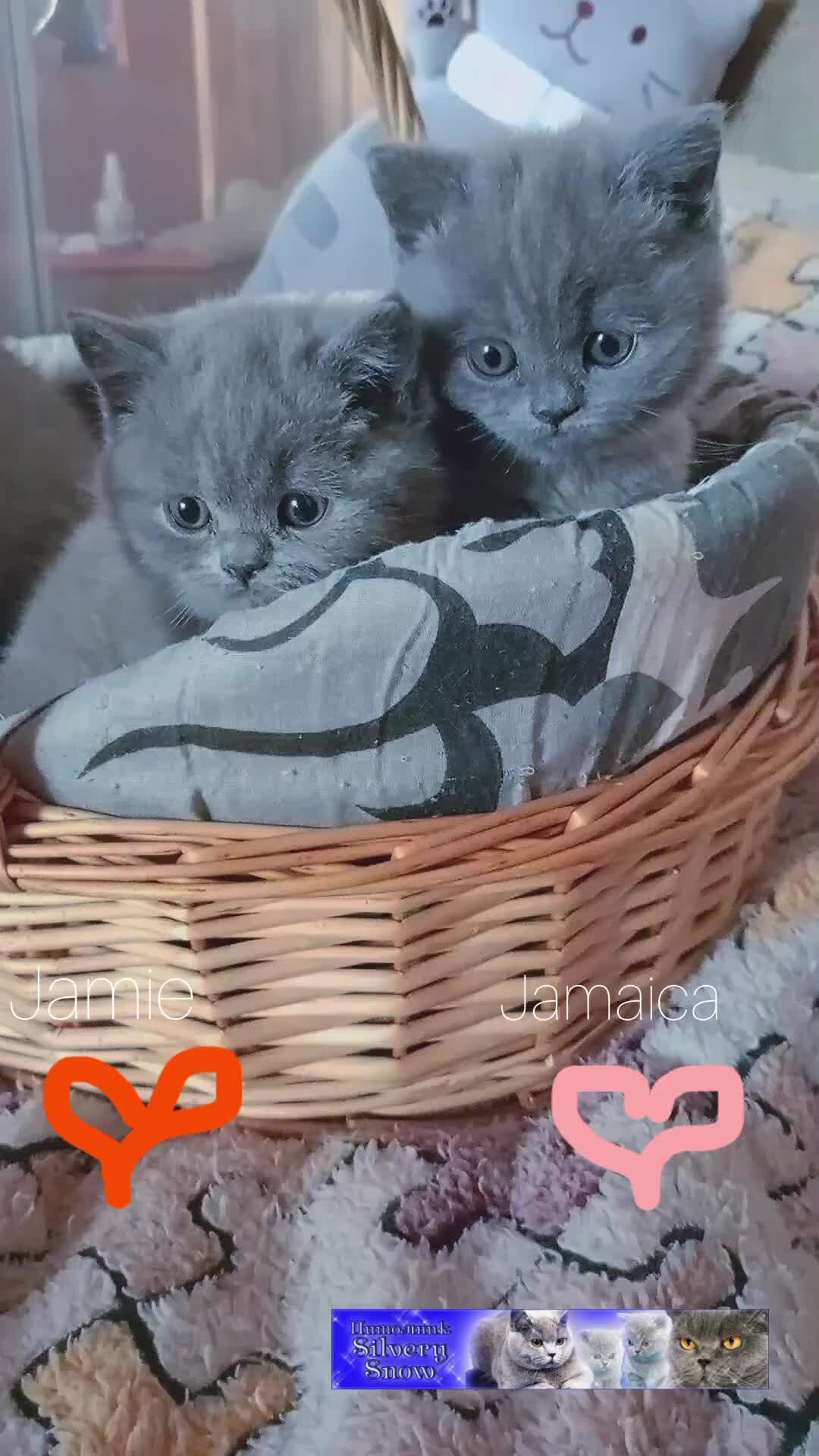 в помете разные котята