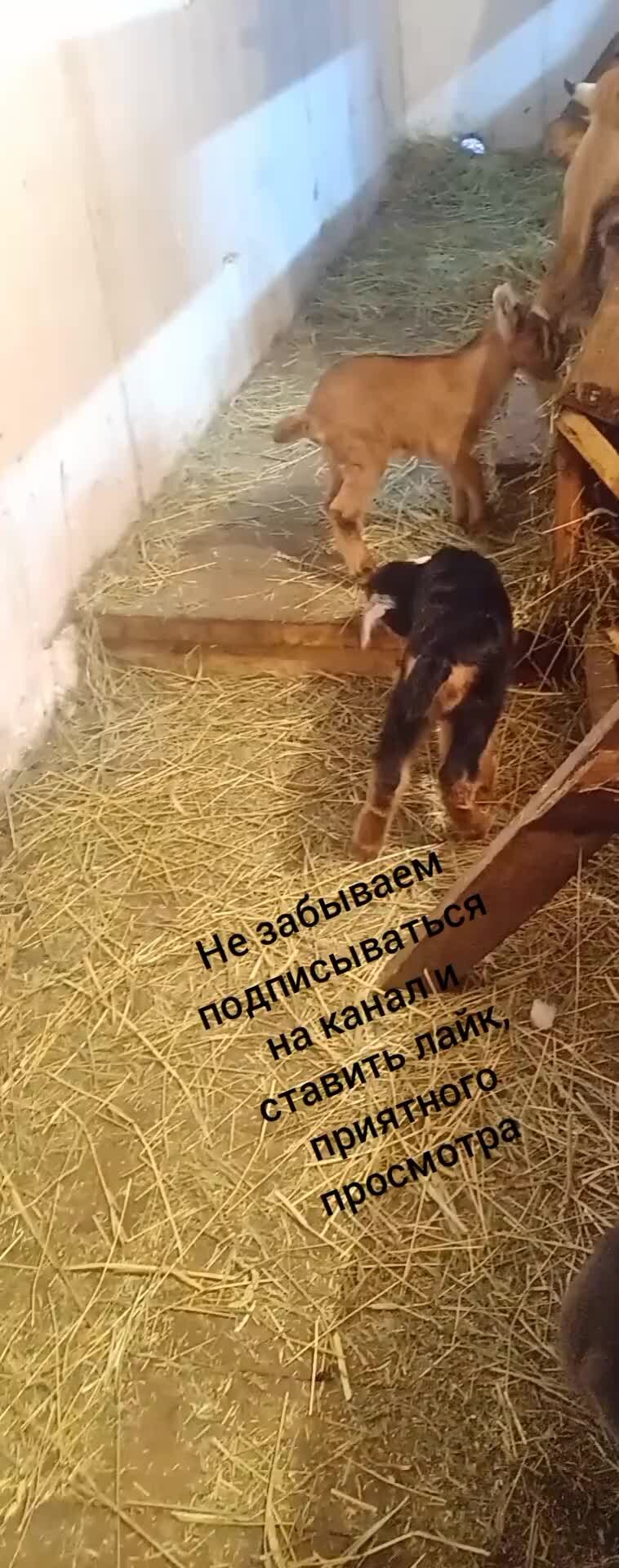 на. коровье молоко. желтое молоко коровы. лактоза коровьего молока. сырое молоко.