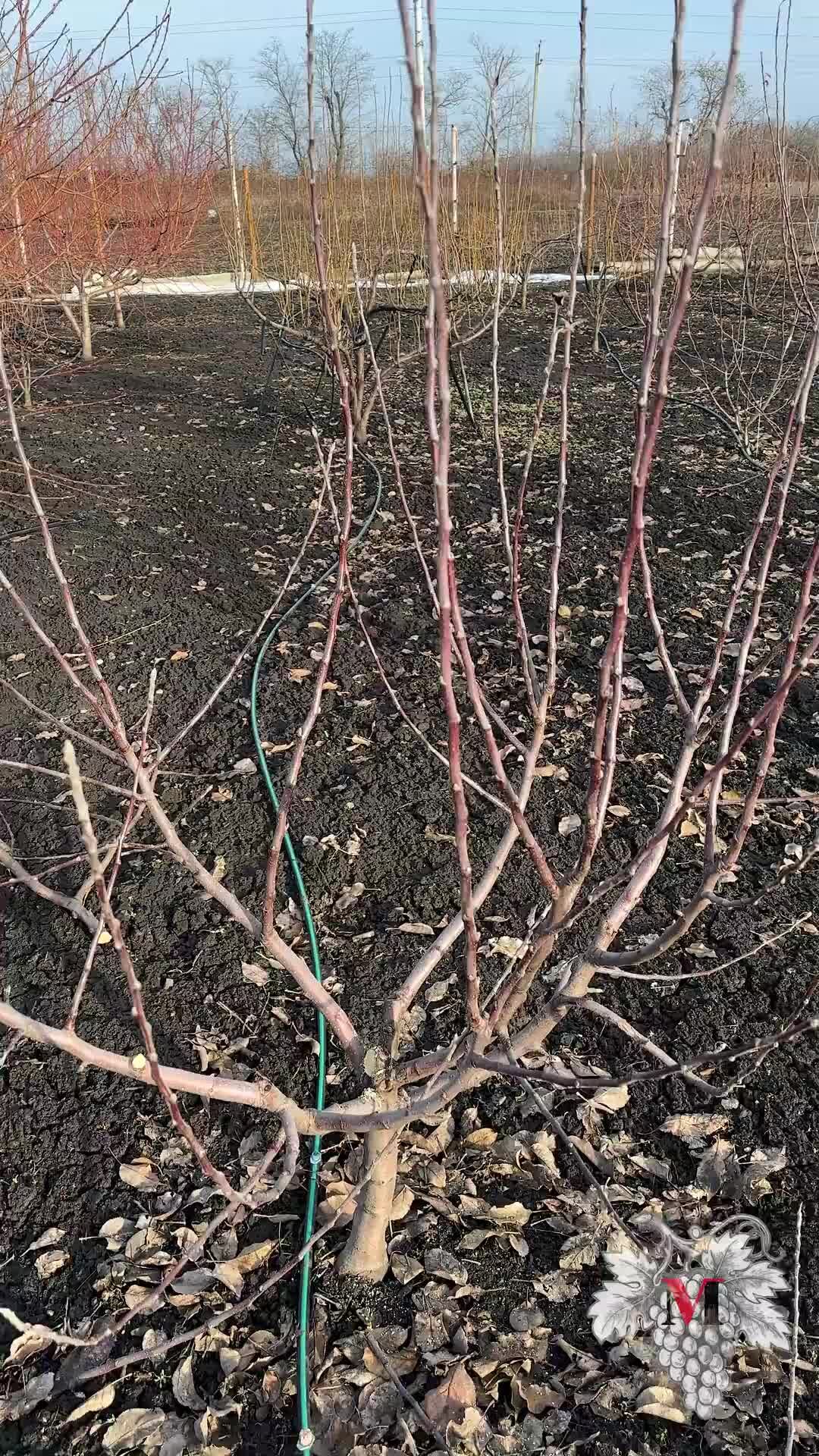 Схема обрезания плодовых деревьев. Обрезка плодовых деревьев сроки обрезки. Правильная обрезка яблонь весной схема. Подрезка яблонь весной схема. Обрезка плодовых деревьев сроки обрезки.