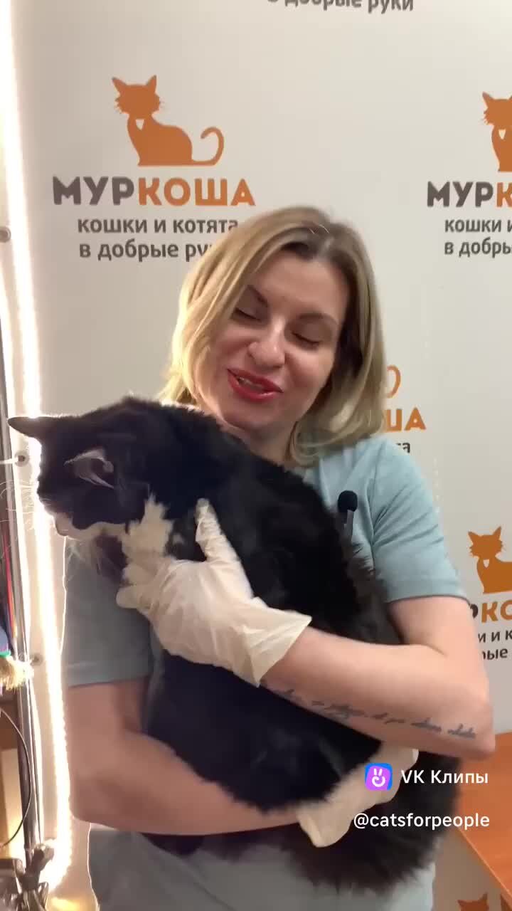 Центр помощи кошкам «Муркоша» | Обнимательные котики снова в кадре!😻 С  нами пышный Стиви и его бесконечная любовь. 🧡 | Дзен