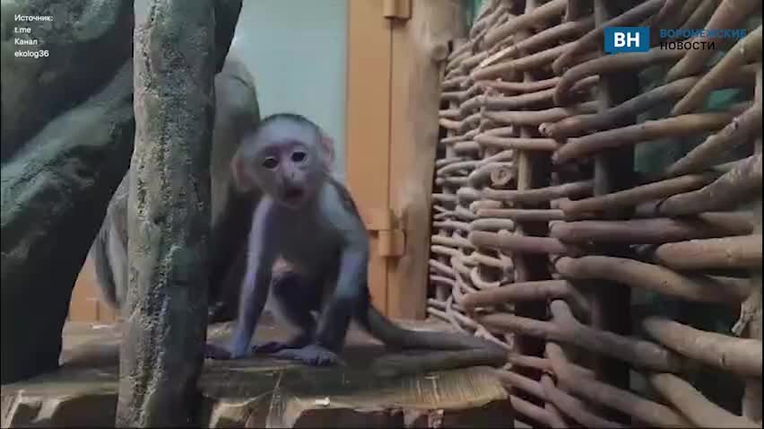 Обезьяны живут в зоопарке