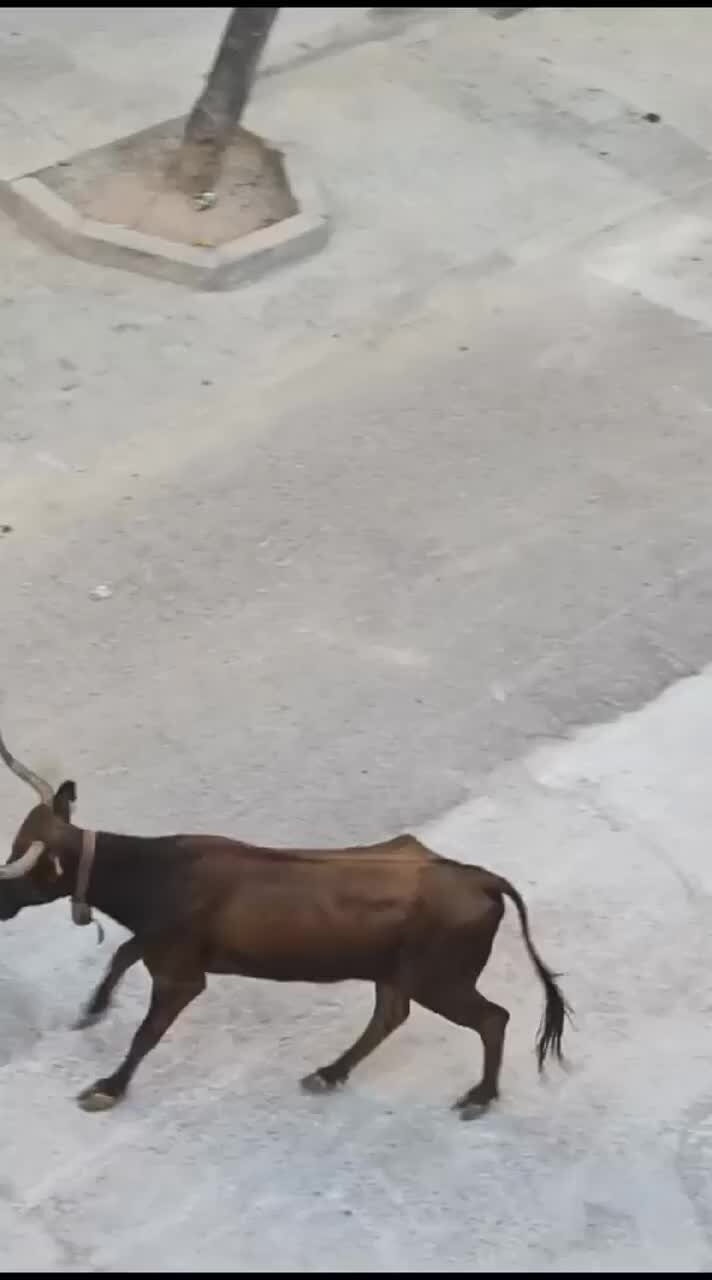 быки люди бегут