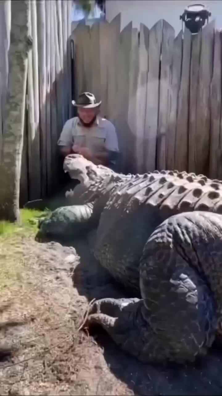 Ящерицы крокодилы черепахи змеи. Млекопитающие пресноводные земноводные и пресмыкающиеся. Холоднокровные рептилии. Крокодил ящерица черепаха к какой группе. Пресмыкающиеся змеи ящерицы крокодилы.