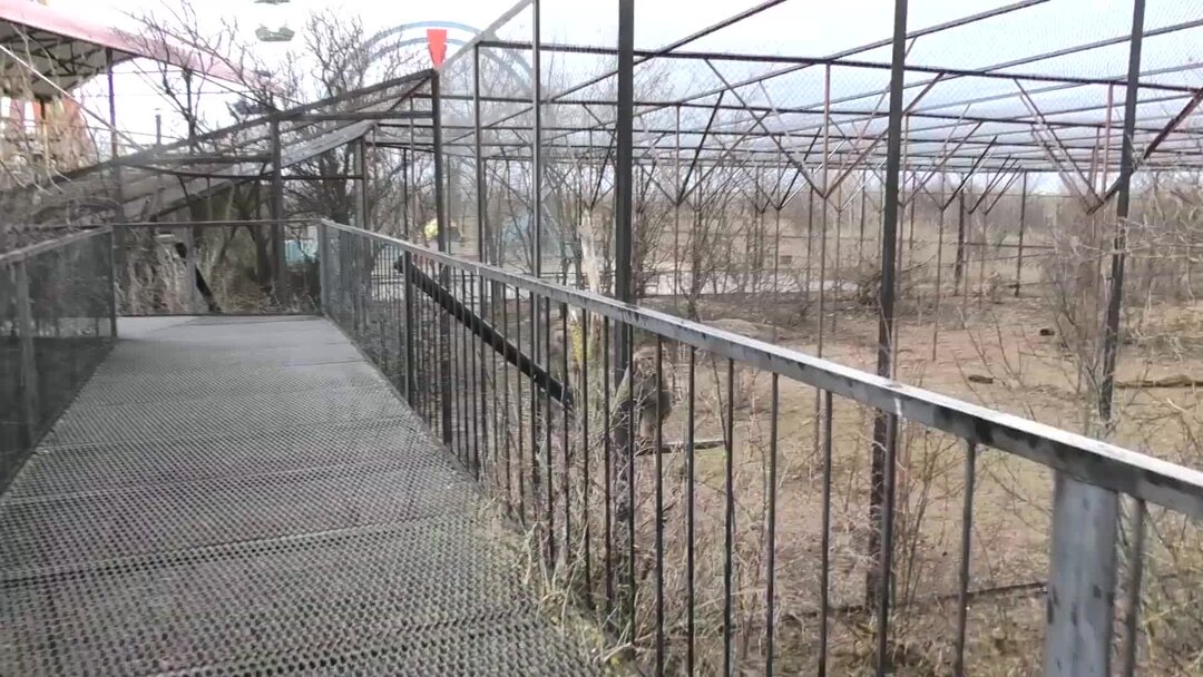 тайган сувениры. лев малыш тайган фото. лев малыш тайган фото. тайган сафари парк тигрята. крымский зоопарк тайган.