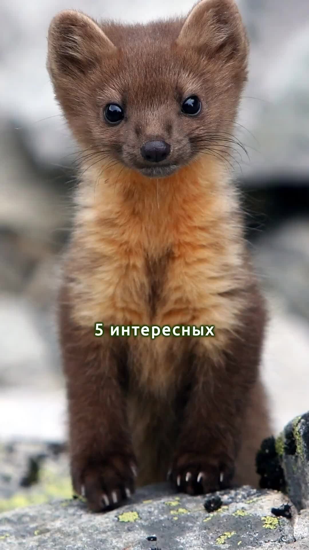 Куница серая