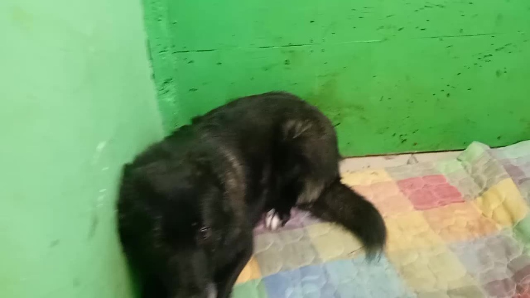 Трусишки в приюте. Смотреть без слёз на Бонни и Клайда невозможно. В ...