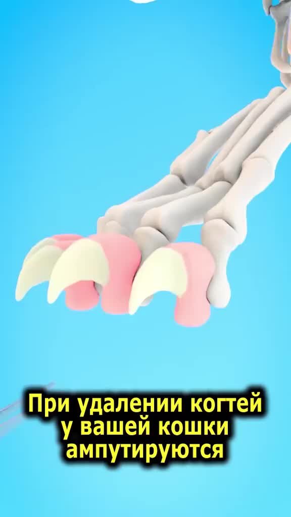 Милые лапки паука. Липкие лапы. Антицарапки на когти. Силиконовые ногти для кошек. Коту на когти антицарапки.