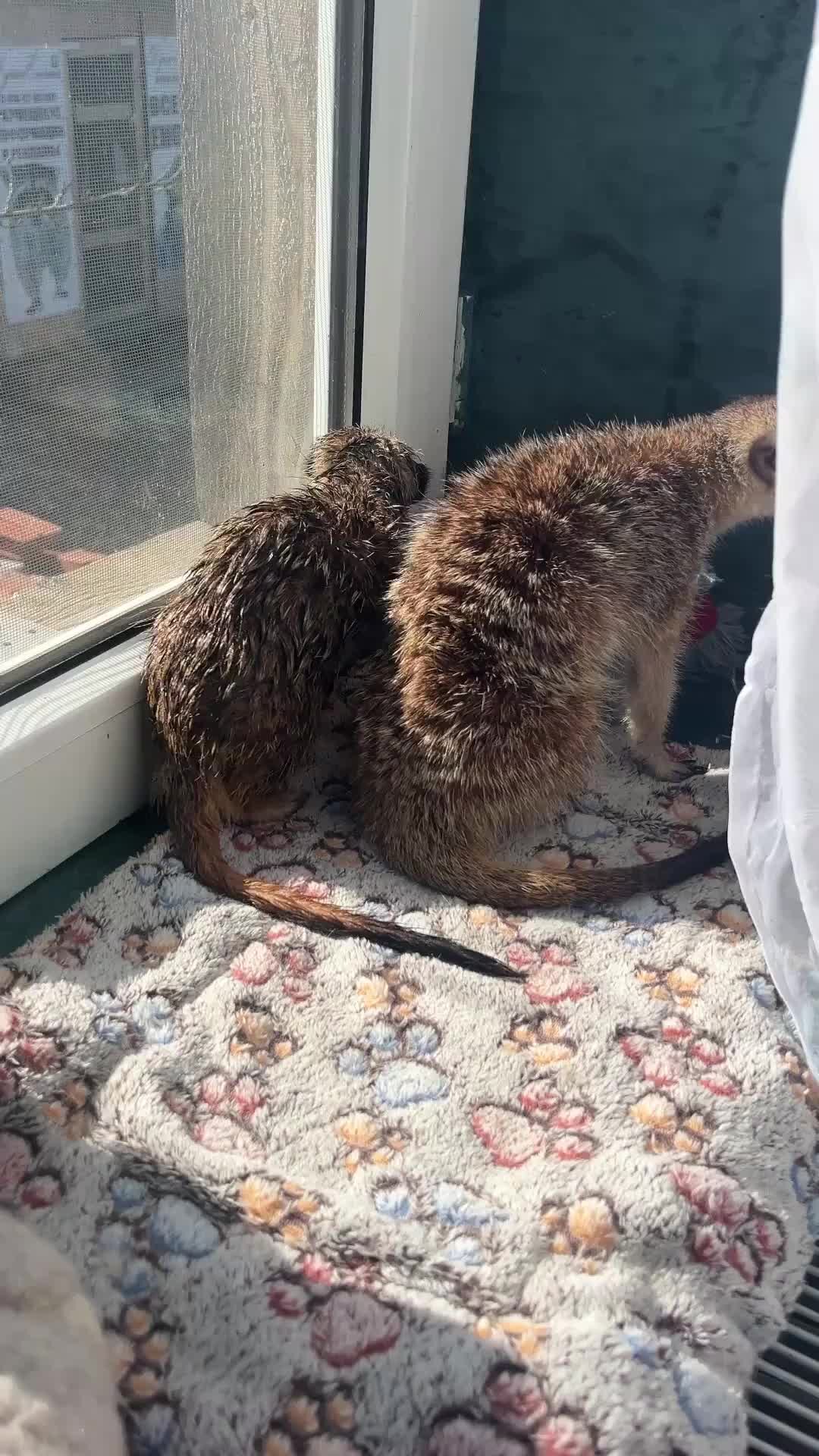 Стих про лентяя. Песня leni. Песня лени. Lisaasia. Vladus — минимум (премьера клипа 2018, пародия).