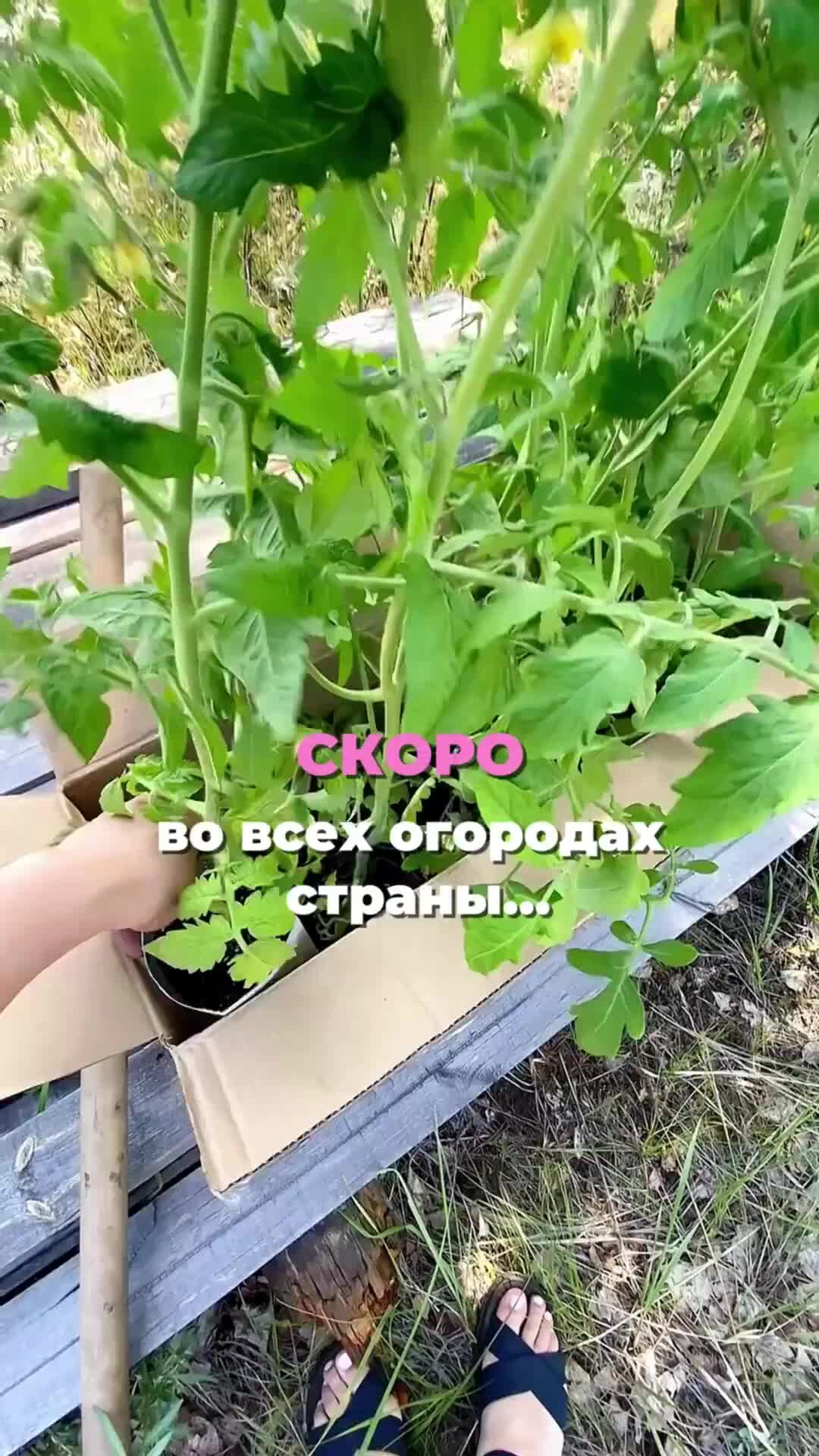 уДачные рецепты🪴 | 🤣🤣🤣 #дача #огород #юмор | Дзен