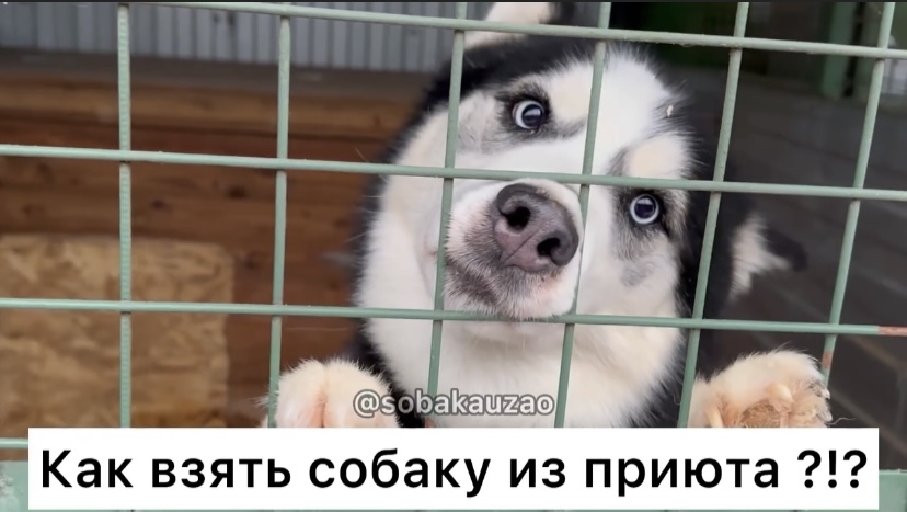 на сколько можно оставлять щенка одного. причины завести собаку. на сколько можно оставлять щенка одного. чем можно кормить щенка в 1 месяц. уход за питомцем.