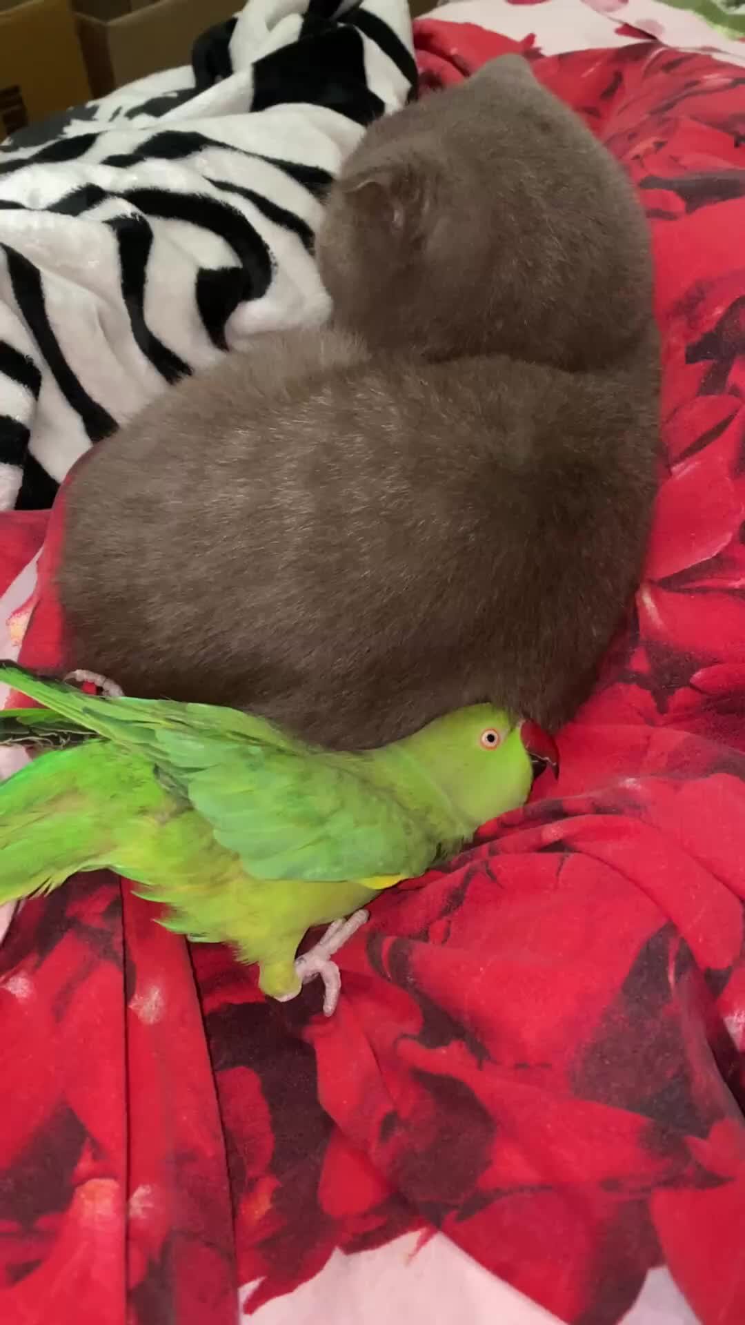 Кеша и Семья | ТЕРПЕНИЕ У ВАРИ! | Дзен