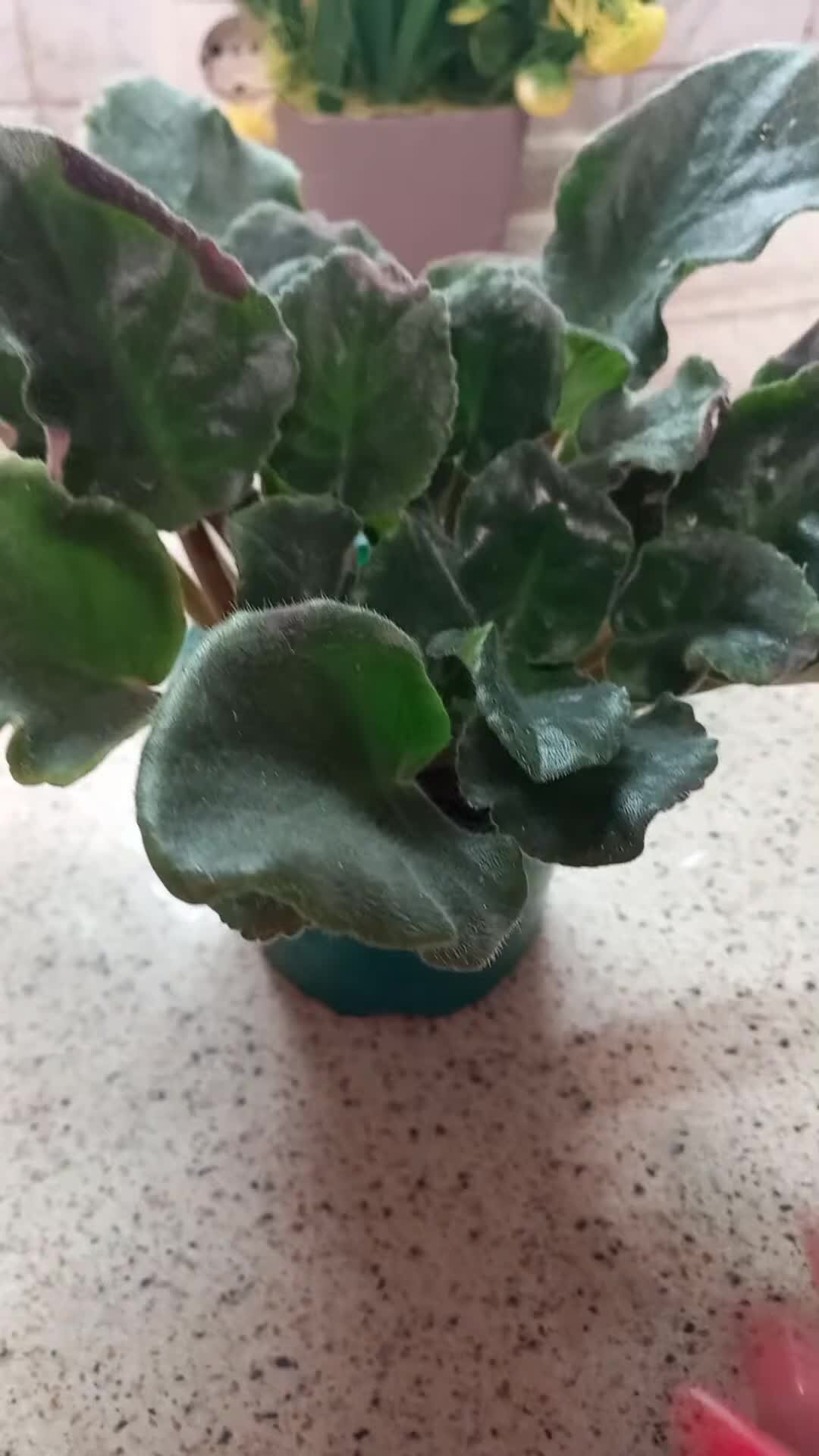 фиалка сенполия. цветение сенполий. узамбарская фиалка синяя. как вырастить фиалку. фиалки цветущие долго.