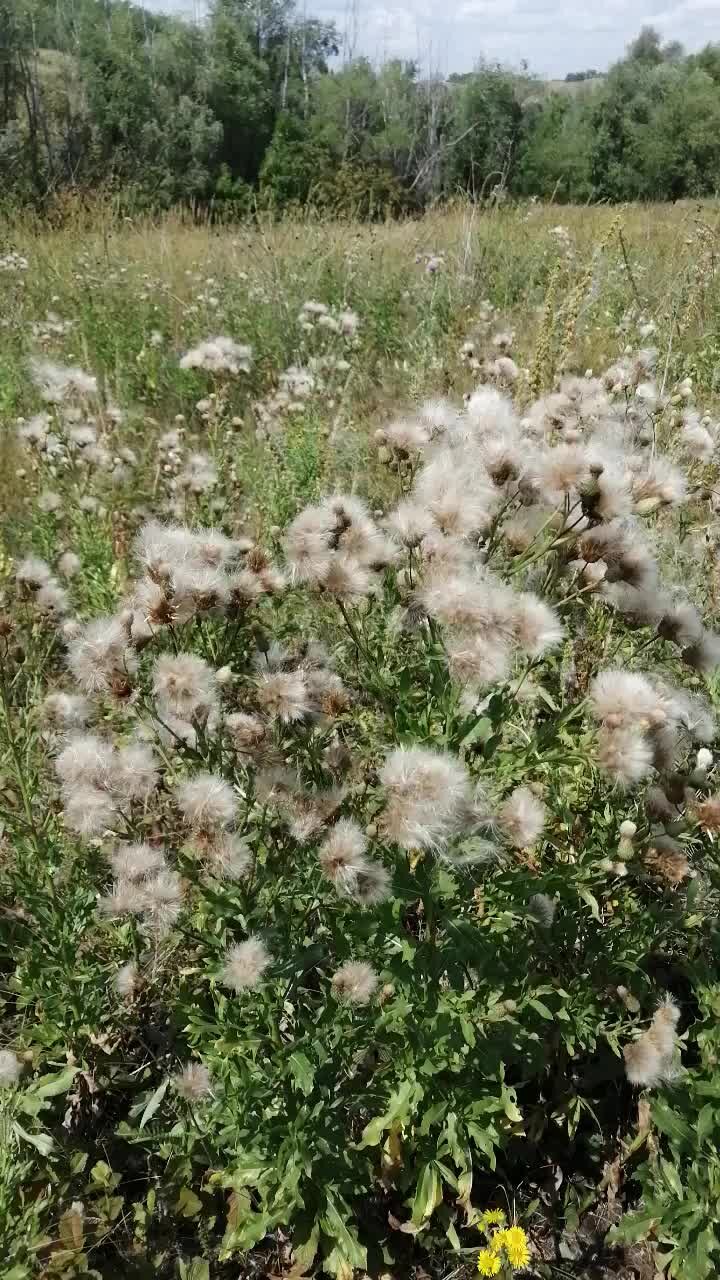 леса красноярского края тайга. лес безмолвия. Forest дискография. группа лики. сосновый бор брянская область лес.