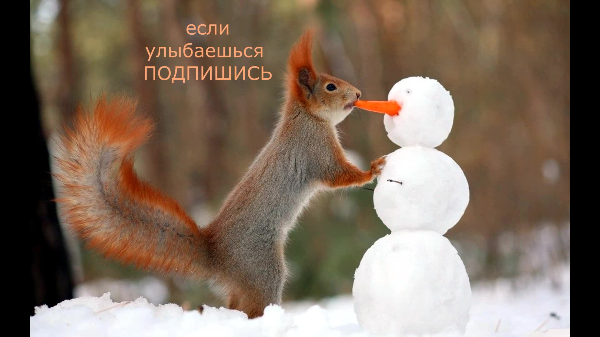 белки едят морковку. белки едят морковь. белка с орешками. белки едят морковь. белочки едят морковку.