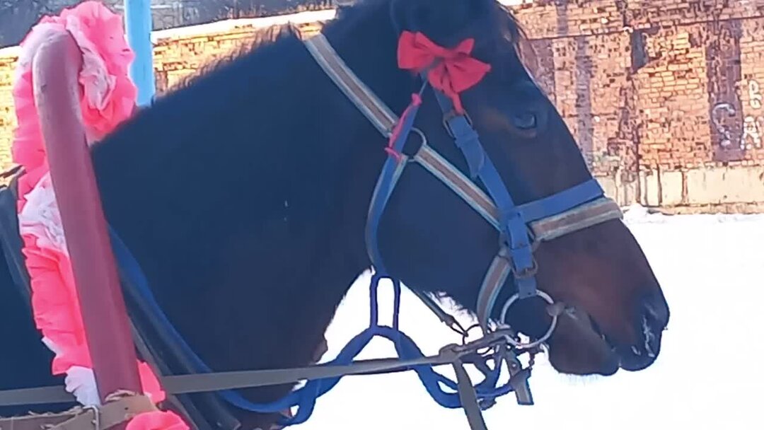 лошадь облизывает. лошадь есть мышей. мышка и лошадка. пума нападает. гусь и конь.