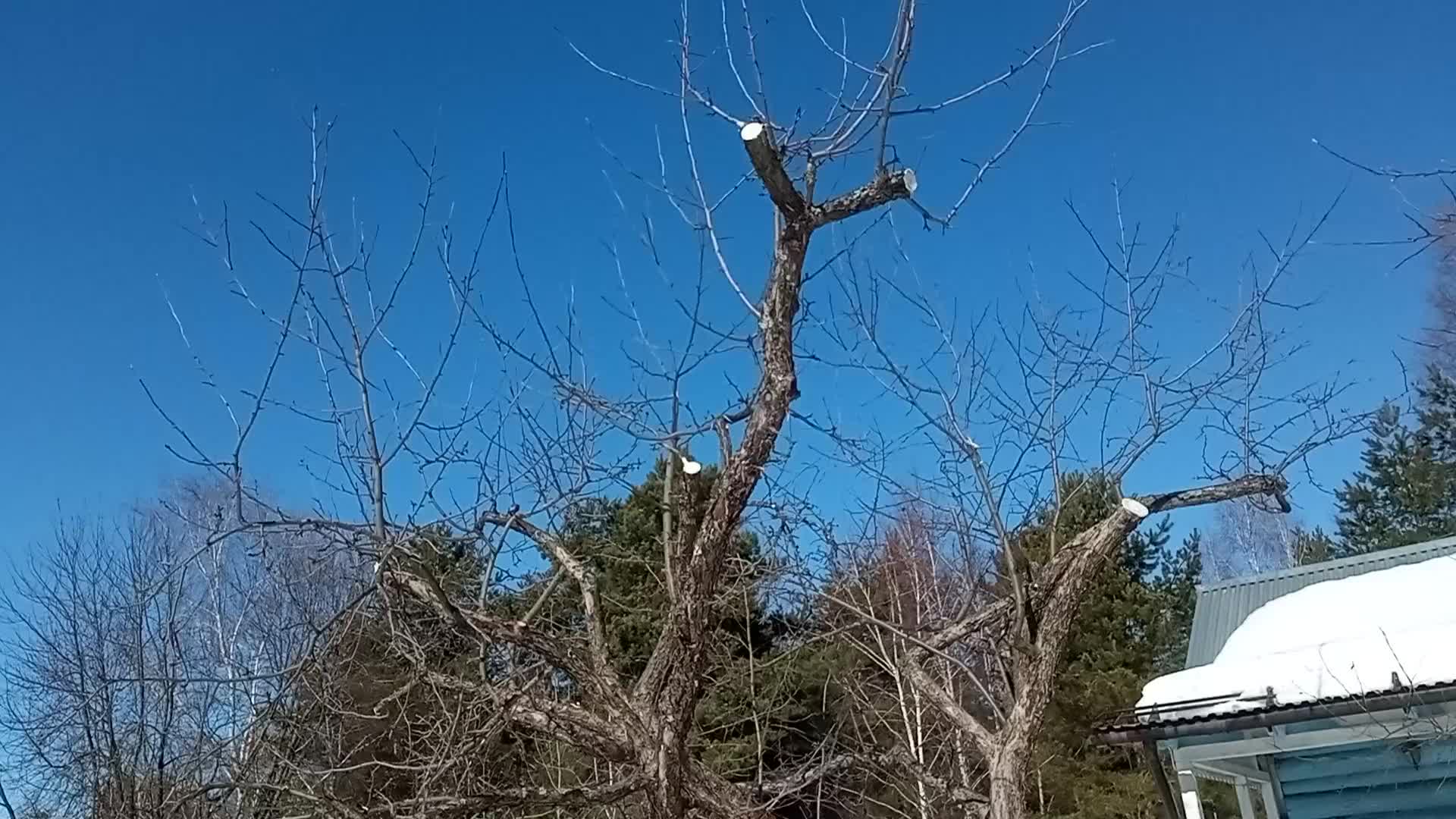 Ваше дерево