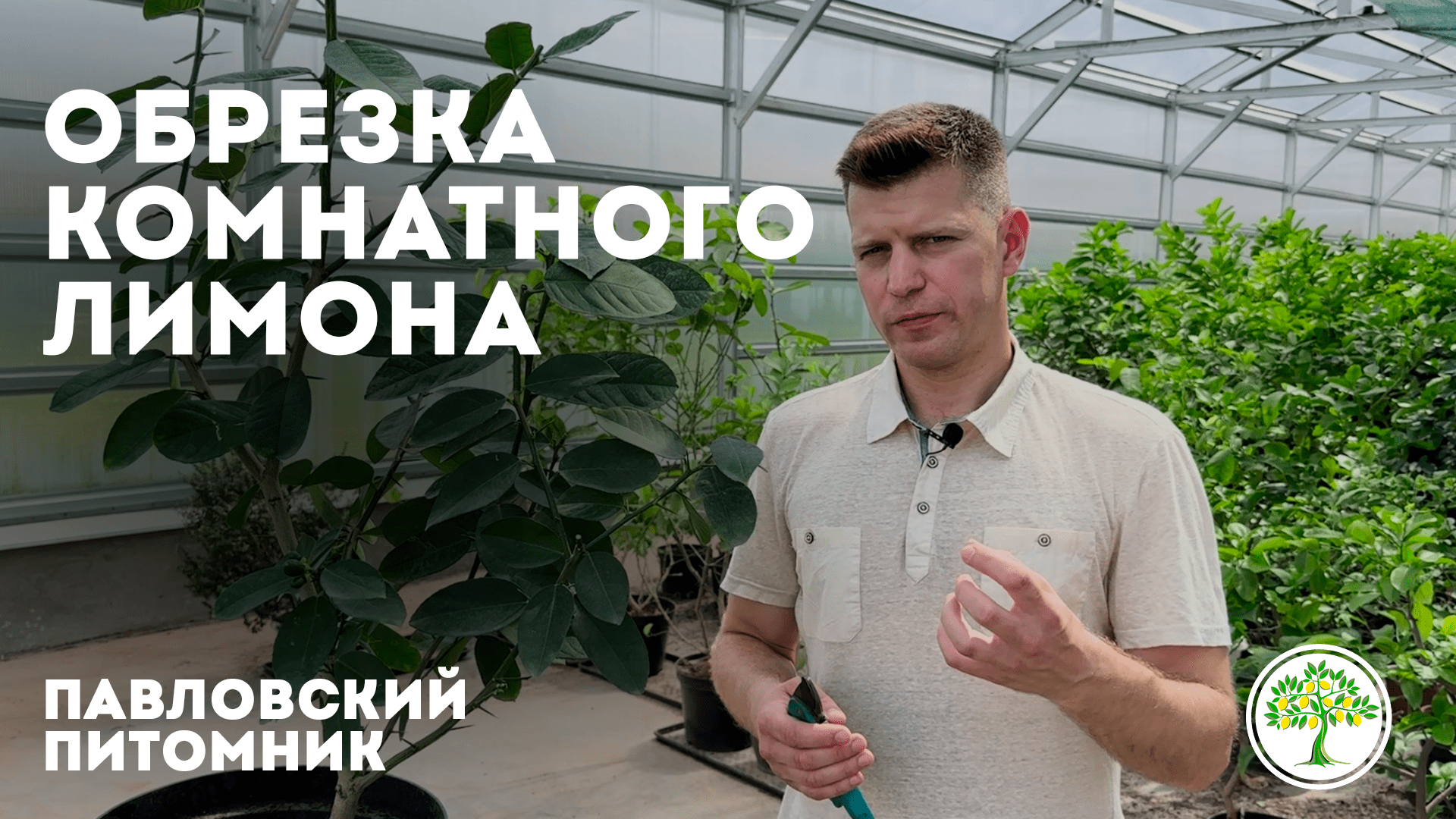 павловские питомники цитрусовых. павловский лимон питомник. павловский лимон питомник. павловский лимон питомник. питомник павловских лимонов отзывы.