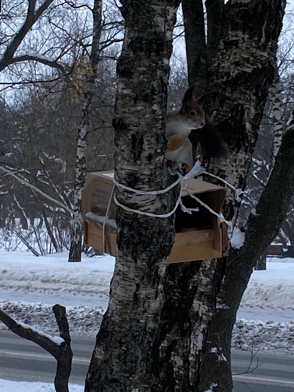 природа с животными. белка ест воробья. белка ест чайку. много белок. белка ест яйца птиц.