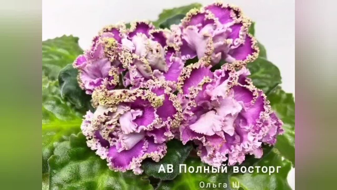 Клубничный капкейк фиалка фото - Тоши Суши