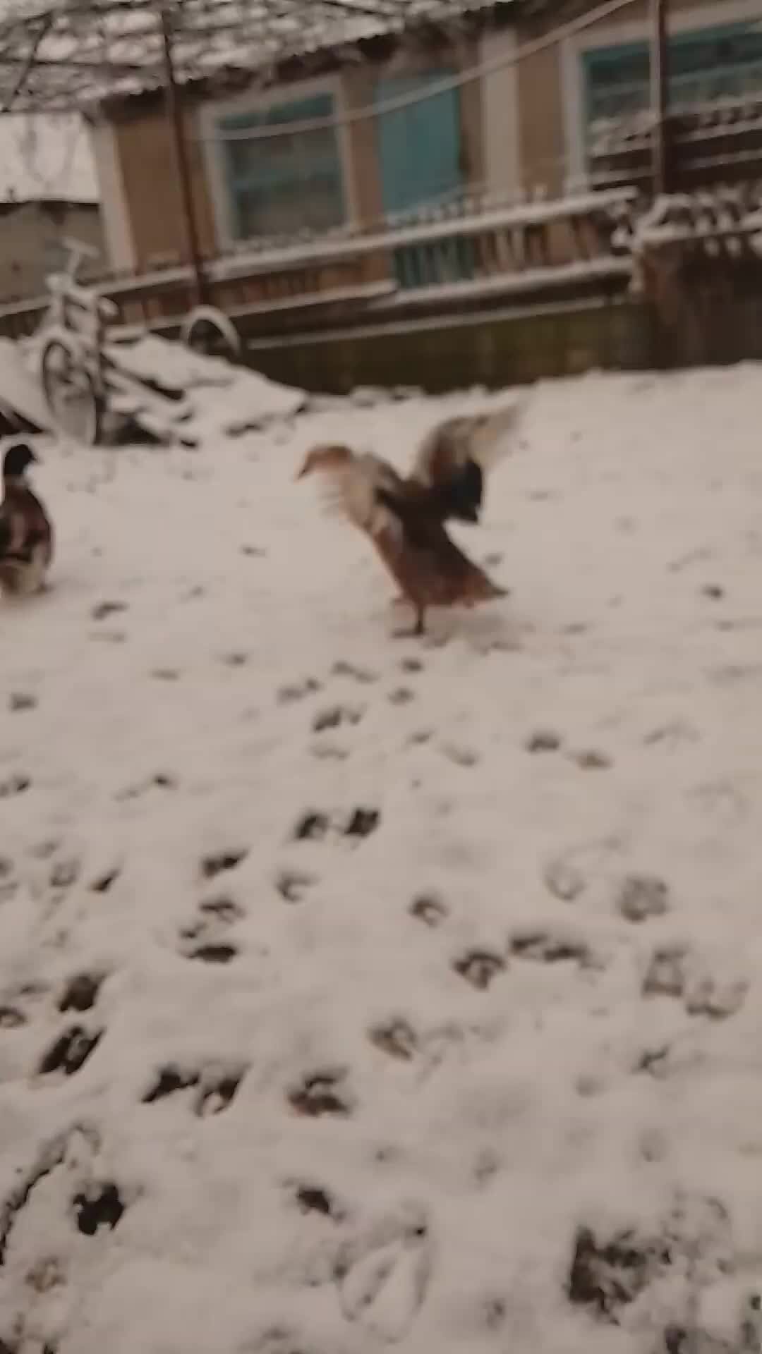 Куда летят птицы осенью. С какой скоростью летит утка. Стриж и ласточка. Скорость полета орла. Максимальная скорость полета птицы.